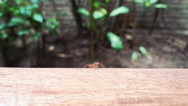 A tropical red ant performing a unique free movement with its legs on a wooden table, captured in macro detail with a blurred background. Tropical red ant in an unusual motion pose, wildlife macro.