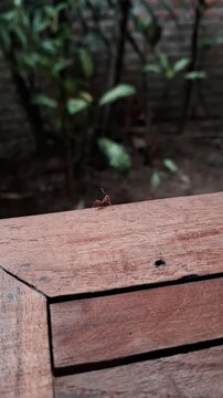 A tropical red ant performing a unique free movement with its legs on a wooden table, captured in macro detail with a blurred background. Tropical red ant in an unusual motion pose, wildlife macro.