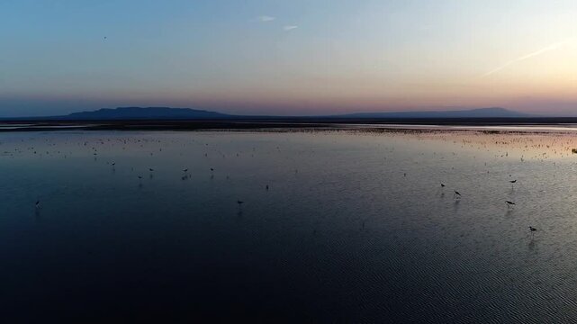 Drone flies over wetland at sunset with perfect mirror reflection of orange sky and silhouetted reeds with distant bird flock in Iranian marsh stock aerial video.