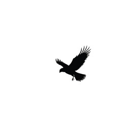 Obraz premium Raven silhouette captured in mid-flight descends with wings spread wide to evoke a sense of freedom and mystery against the stark empty space of a pure white background for versatile design.