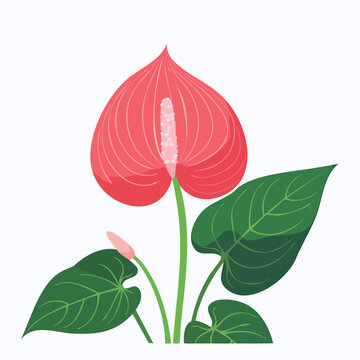 Illustration of a Pink Anthurium Flower with Green Leaves