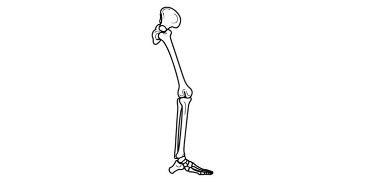 Human leg bone anatomy sketch illustration