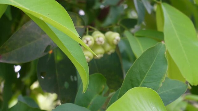 Water Apple Plant with Glossy Green Leaves and Light Green Fruit Clusters