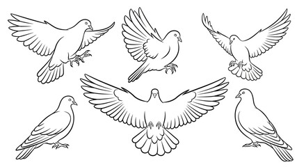 Obraz premium Set of Hand-Drawn Flying Pigeons, Black and White Line Art