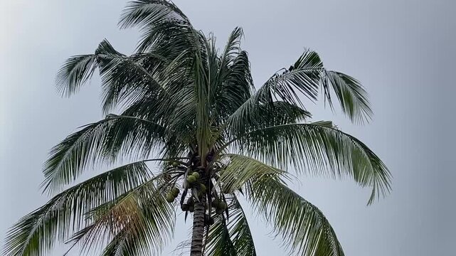 A coconut palm tree, Cocos nucifera, experiences high wind speeds under a grey overcast sky. The long palm fronds are tossed and moved by the strong air current.