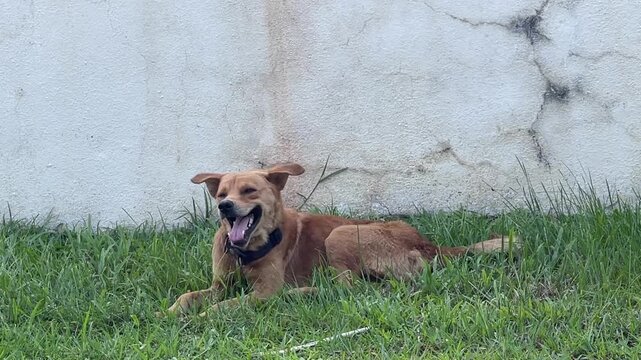 A domestic dog is lying on green grass, continuously panting with an open mouth. Its entire body is vibrating or shaking with the rhythm of heavy breathing.