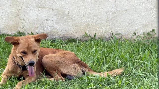 A domestic dog is lying on green grass and panting heavily with its tongue out. The dog's body vibrates or shakes slightly with the rhythm of its breathing.