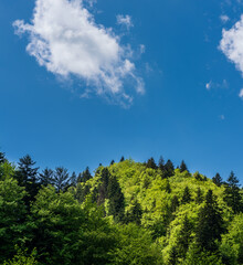 Fototapeta premium Fresh green mixed forest landscape after rain in spring with dramatic white cloud and deep blue sky over mountain hills.