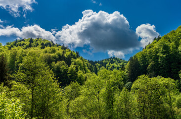Fototapeta premium Fresh green mixed forest landscape after rain in spring with dramatic white cloud and deep blue sky over mountain hills.