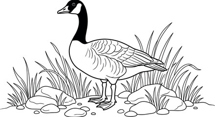 Hand drawn goose illustration standing near grass and rocks with detailed wildlife nature outline vector artwork © Shasa