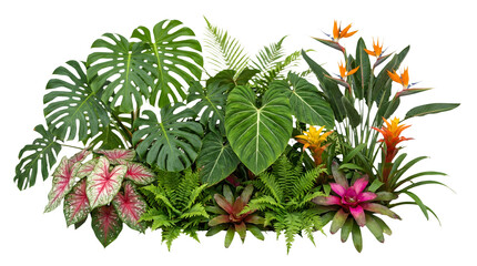 Fototapeta premium Tropical plant arrangement with monstera and bird of paradise, exotic jungle foliage isolated on white, lush green garden leaves and bromeliad flowers