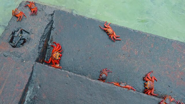 Multiple red Sally Lightfoot crabs on wet volcanic stone dock. High angle view of several red crabs on dark pavement near turquoise ocean water on Isabela Island.