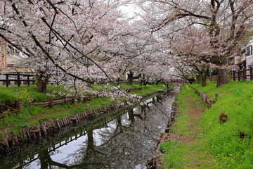 Fototapeta premium Shingashi Riverbank Cherry Blossoms with reflection on the water in Hikawacho, Kawagoe, Saitama, Japan