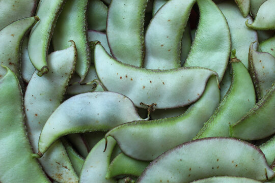 Close up of a pile of fresh green koro beans or hyacinth beans (Lablab purpureus)