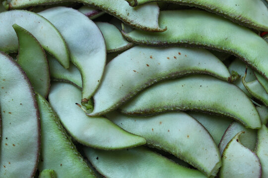 Close up of a pile of fresh green koro beans or hyacinth beans (Lablab purpureus)