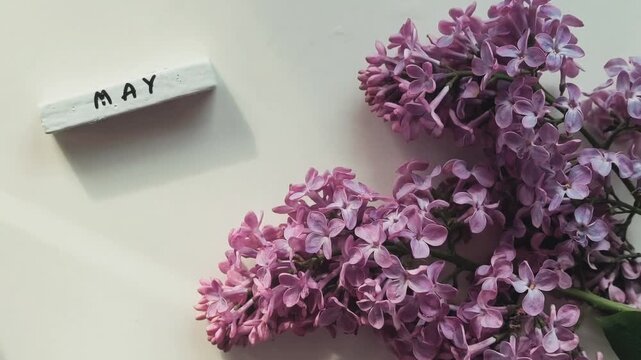 Purple lilac blossoms with May calendar on minimal background, spring floral composition, seasonal greeting concept.