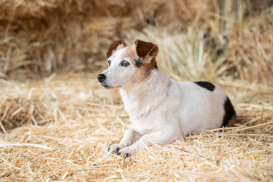Small terrier dog lying on straw in rural barn setting