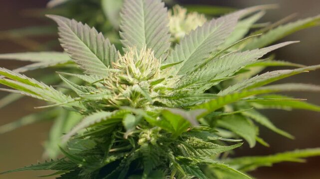 The top of a cannabis marijuana plant during flowering. The white pistils and stigma indicating that this is early in the flowering process and likely weeks away from harvest.