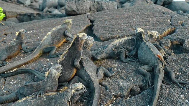 Group of marine iguanas basking on volcanic rocks. Multiple black marine iguanas resting on dark basaltic lava rocks near the coast of Isabela Island, Galapagos.