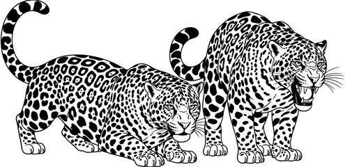 Detailed vector illustration of two leopards with spotted fur patterns, one crouching and the other snarling, isolated on white background. © Delowara