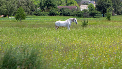 Fototapeta premium white horse. on green grass in the field. white horse stands in an agriculture field with juicy grass in sunny weather. strong, hardy and fast animal. animal grazing, field grass. Arabian horse