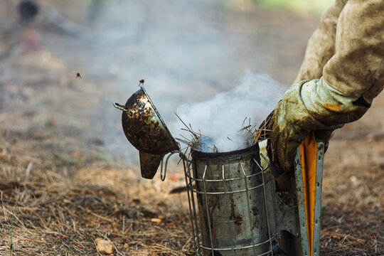 Detail of a beekeeping smoker with smoke and a gloved beekeeper's hand