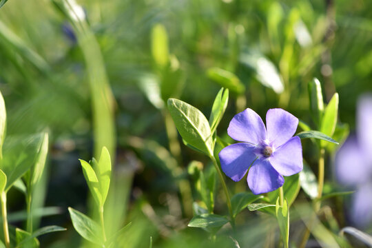Vinca major, bigleaf periwinkle, species of flowering plant in the family Apocynaceae. blue forest flower with green leaves. floral natural background, close-up. spring flowering season