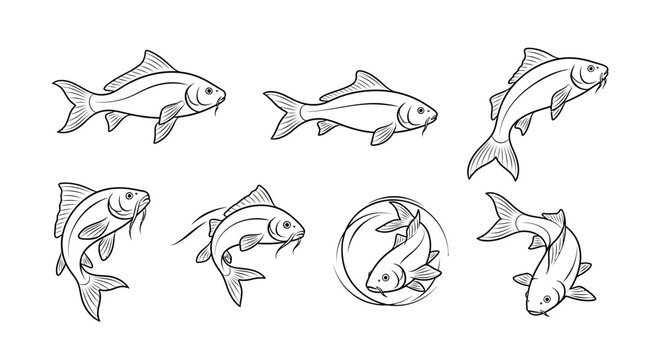 Set of sketch-style carp fish illustrations in various dynamic poses