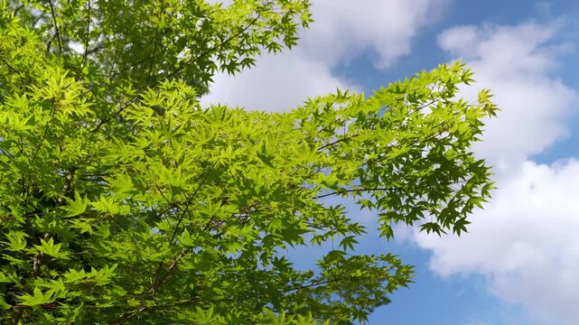  Fresh green maple leaves against a blue sky