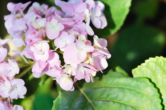 Hydrangea or macrophylla or Hydrangeaceae or pink hydrangea