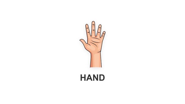 ducational Flashcard Human Hand Animation With Smooth Bounce Motio Text Concept Of Kids Body Parts Learning