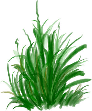 Hand painted watercolor green grass bush isolated on white for natural spring and summer designs