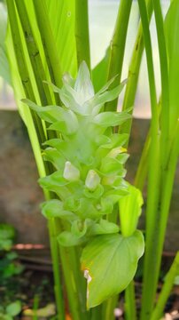Blossoming flower of Turmeric or Curcuma longa