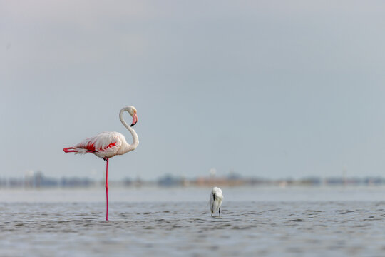 Greater flamingo (Phoenicopterus roseus) standing in the shallow water of a lagoon in the Camargue, France.