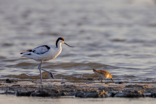 Pied avocet (Recurvirostra avosetta) searching for food in a lagoon in the Camargue, France.