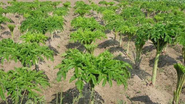 Cultivated Field with Tropical Elephant Foot Yam Plants in Rows