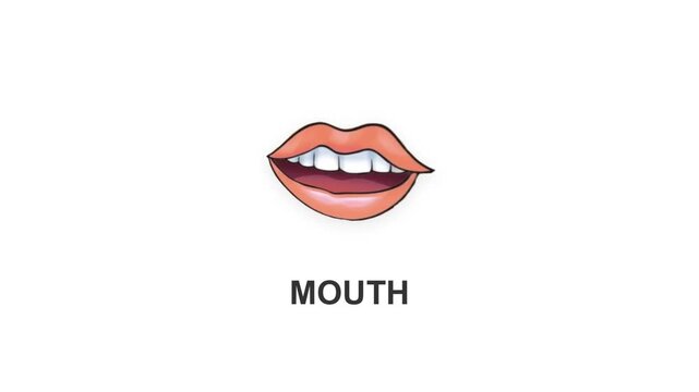 Cute Flashcard Human Mouth Vector Animation With Fade-In Text Effect Concept Of Facial Features And Senses For Preschool Students
