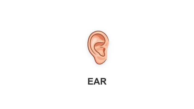 Educational Human Ear Icon Animation With Bounce Effect And Dual Language Labels Concept Of Hearing Sense And Anatomy For Kids