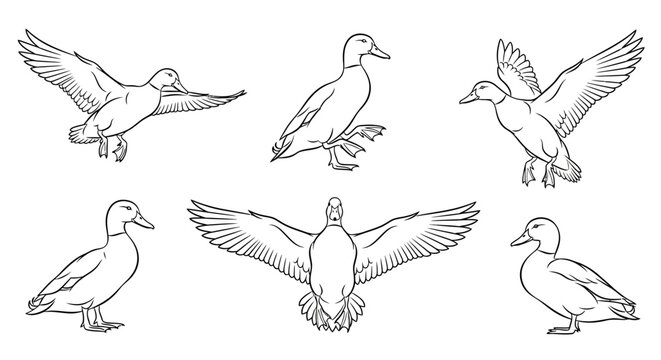 Set of mallard duck sketches in various flying and standing poses