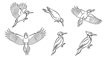 Obraz premium Woodpecker bird collection in various poses, hand-drawn vector art