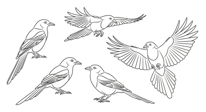 Set of hand-drawn crows in various poses, artistic sketch collection