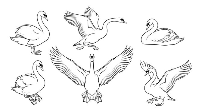 Set of graceful swans in various poses, hand-drawn vector illustration