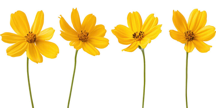 Set of yellow cosmos flowers on long stems isolated png transparent background