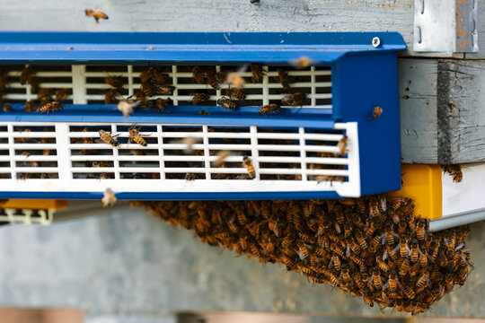 Honeybees at the entrance of a hive with a blue and white pollen trap