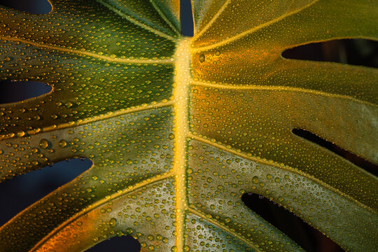 Monstera leaf with water drops in warm close up.
