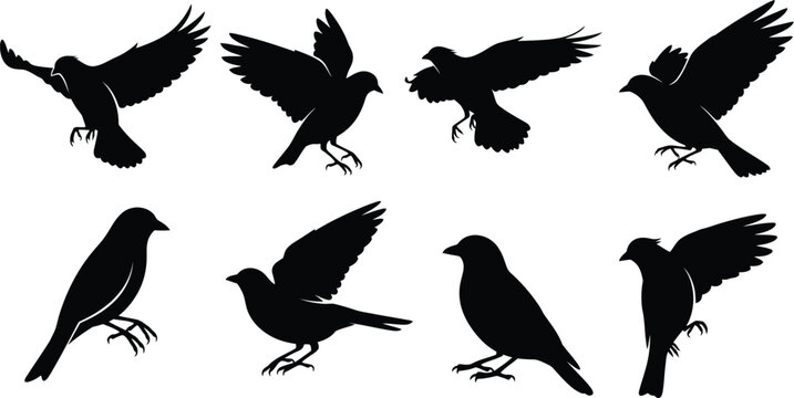 Flying bird silhouette collection featuring a black raven crow and pigeon