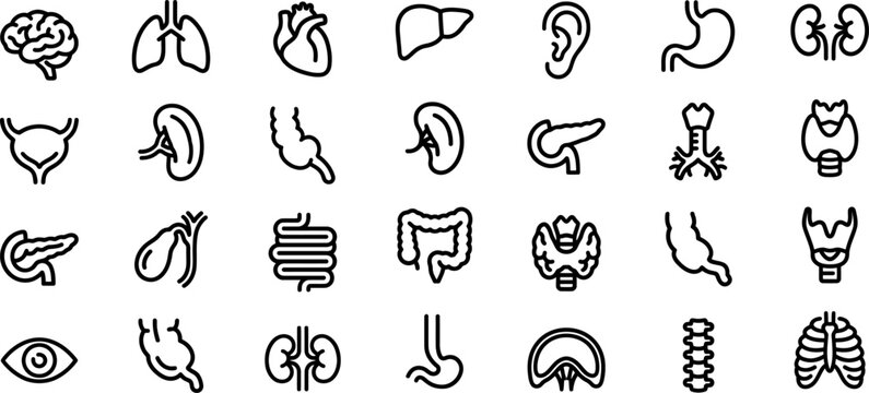 Human body organ icons set