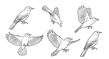 Obraz premium Set of hand-drawn songbirds in various flight and perching poses