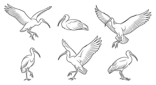 Ibis Bird Illustrations Set, Hand Drawn Sketches for Nature Design