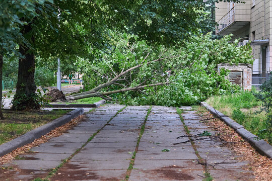 After storm wind.Whether cleaning of fallen broken tree